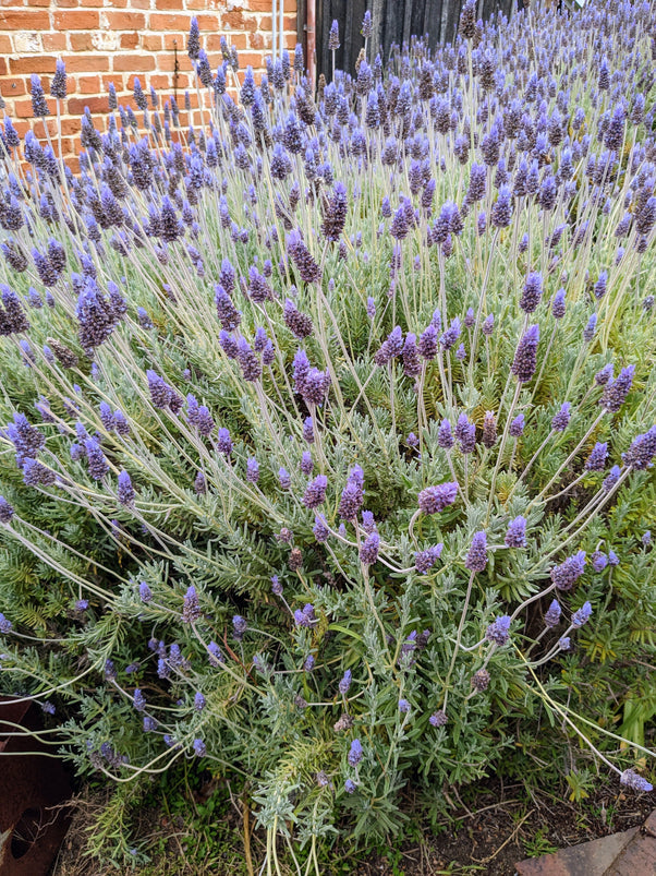 French Lavender – Earth Alchemy