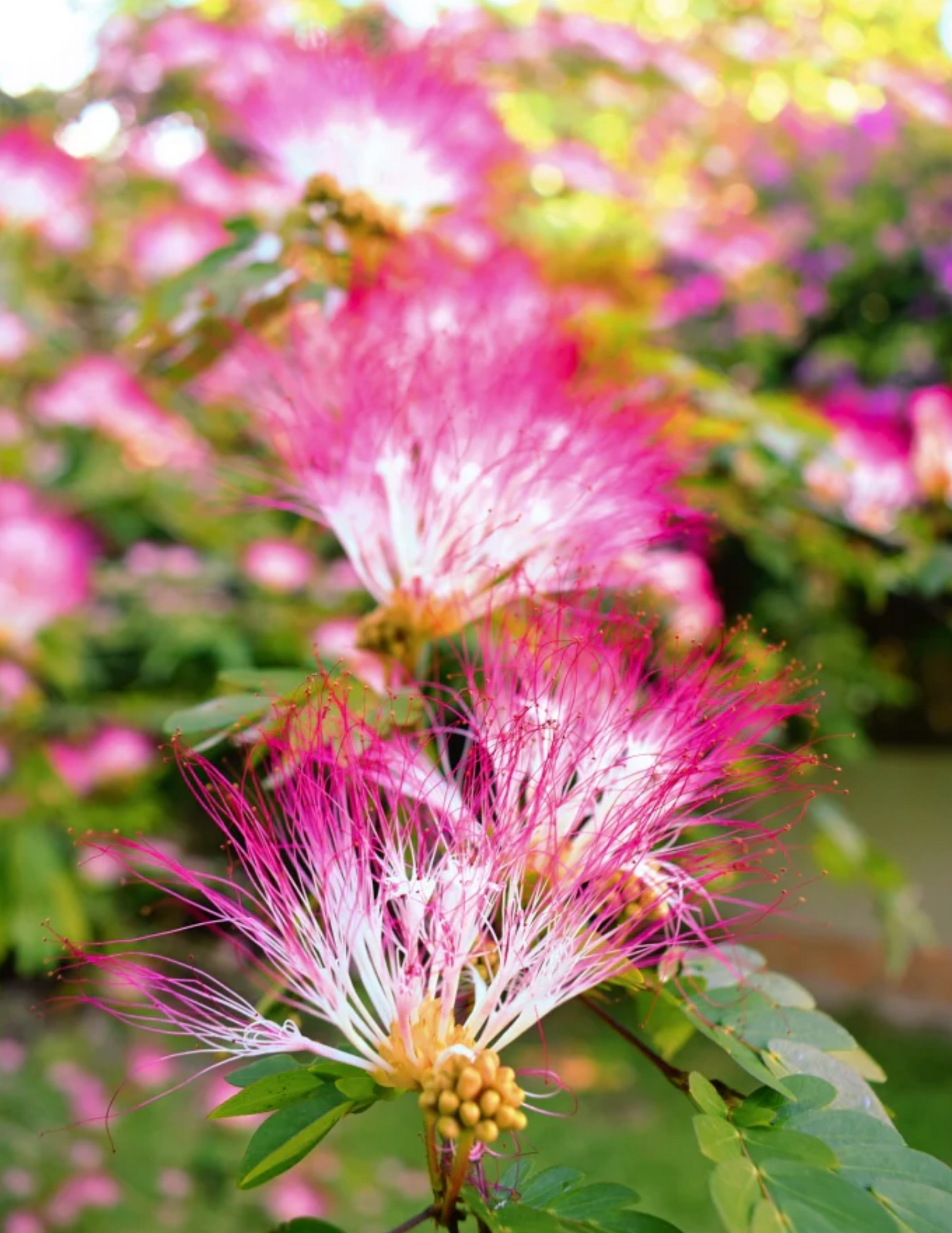 Bobinsana - Powderpuff plant in bloom