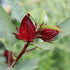roselle hibiscus - sorrel - hibiscus sabdariffa
