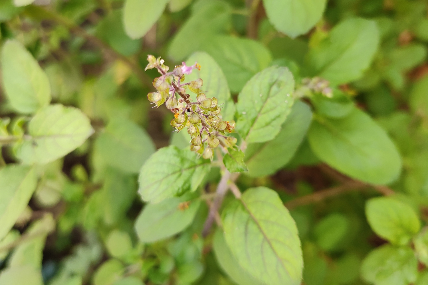 The Healing Powers of Tulsi and African Basil: Exploring the Medicinal and Spiritual Uses of these Herbs