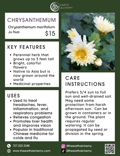 Chrysanthemum  key features, care instructions &amp; uses.