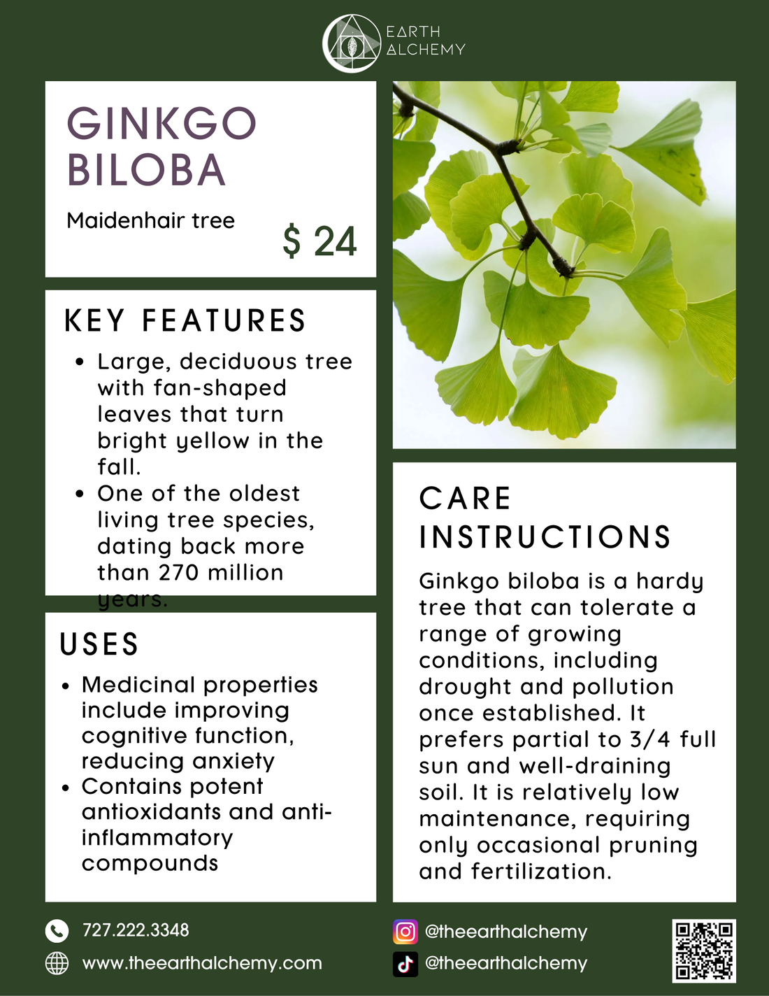 Ginkgo biloba key features, care instructions &amp; uses.