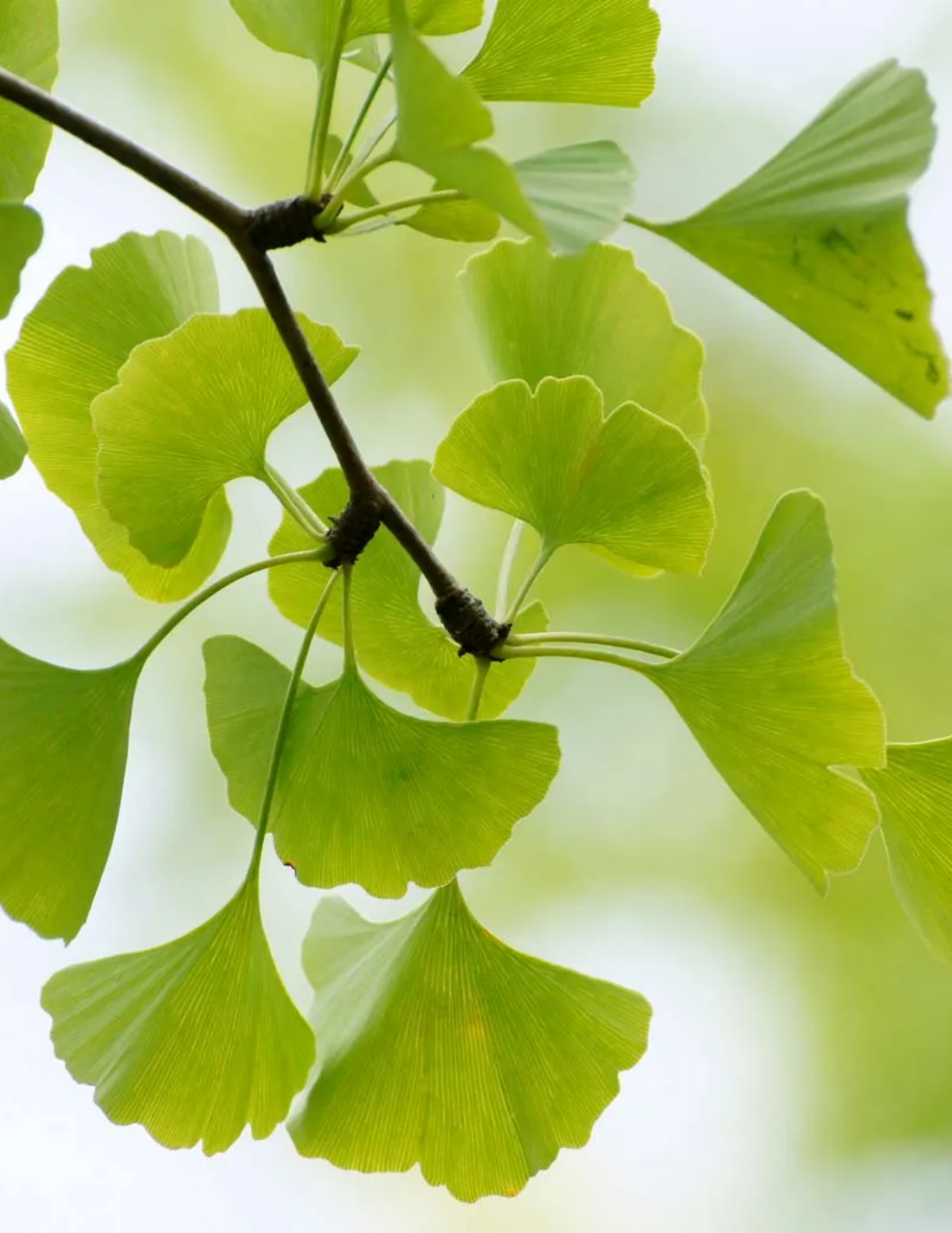 Ginkgo Biloba tree with fan-shaped leaves