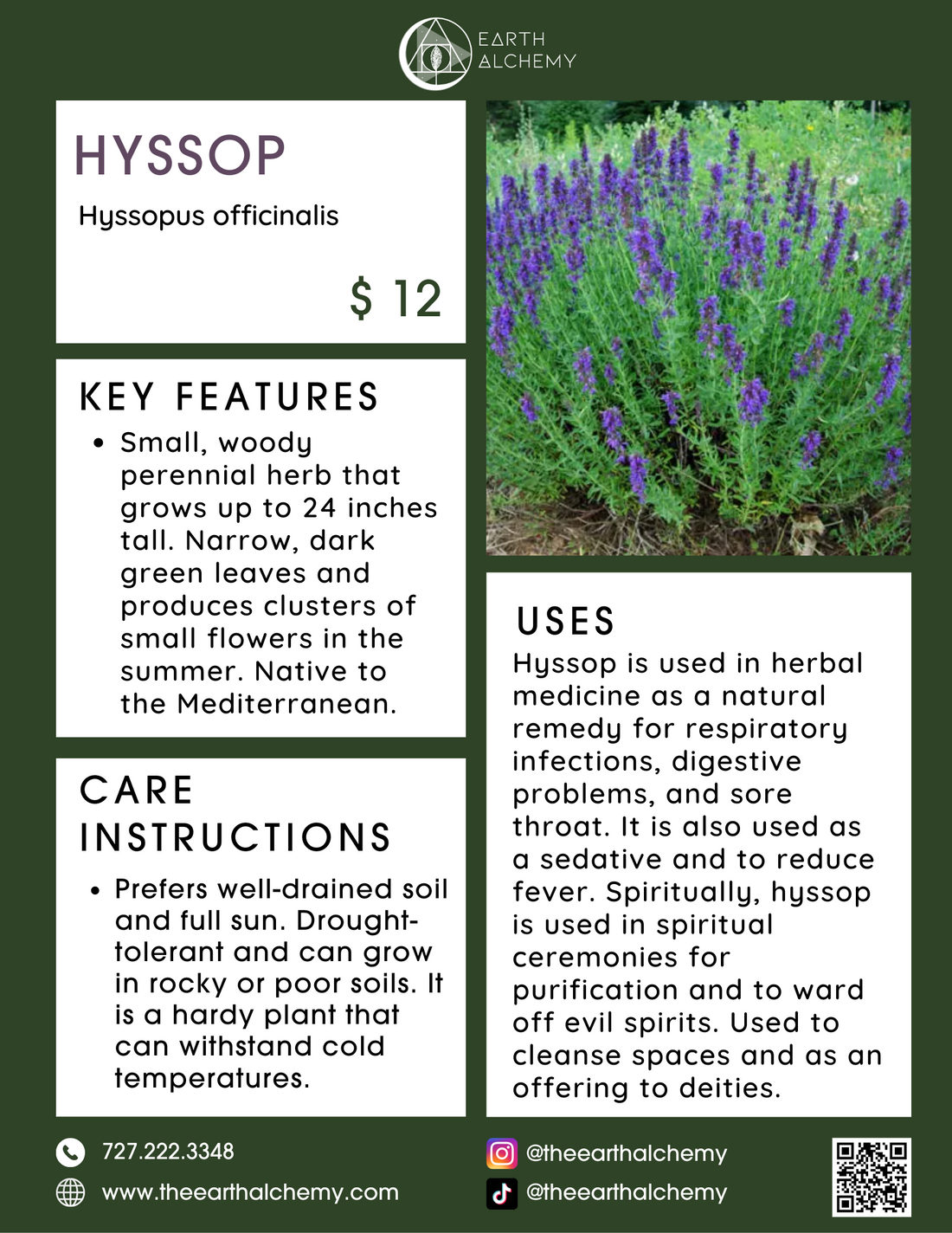 Hyssop key features, care instructions &amp; uses.
