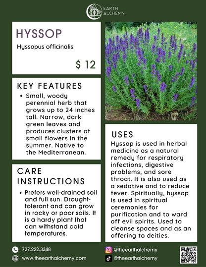 Hyssop key features, care instructions &amp; uses.