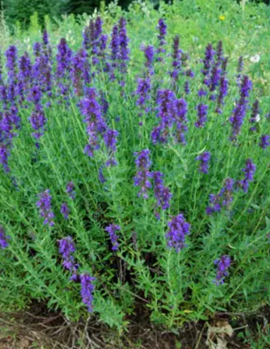 Hyssop plant with aromatic blue flowers
