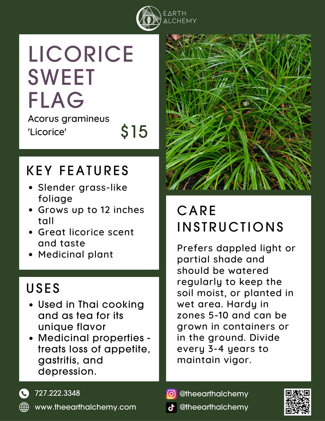 Licorice Sweet Flag key features, care instructions &amp; uses.