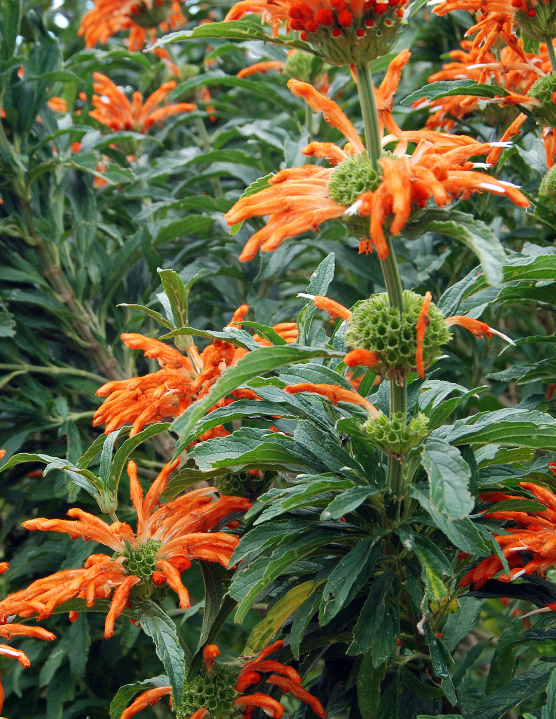 Lion’s Ear plant with vibrant orange flowers