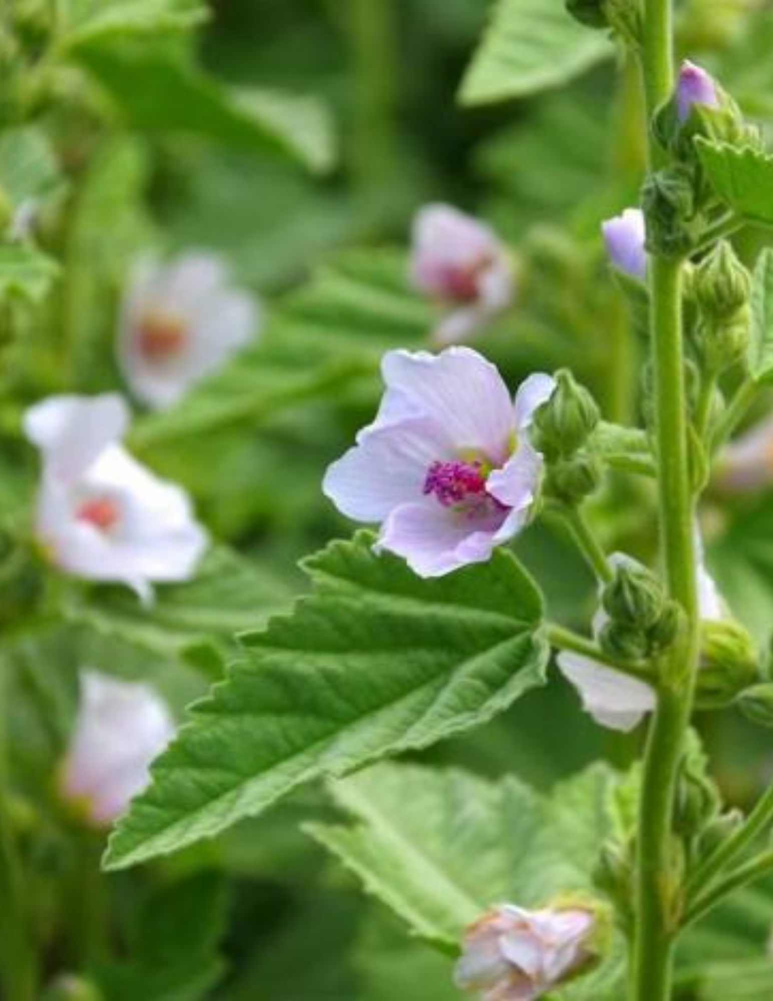 Marshmallow plant with delicate pink flowers