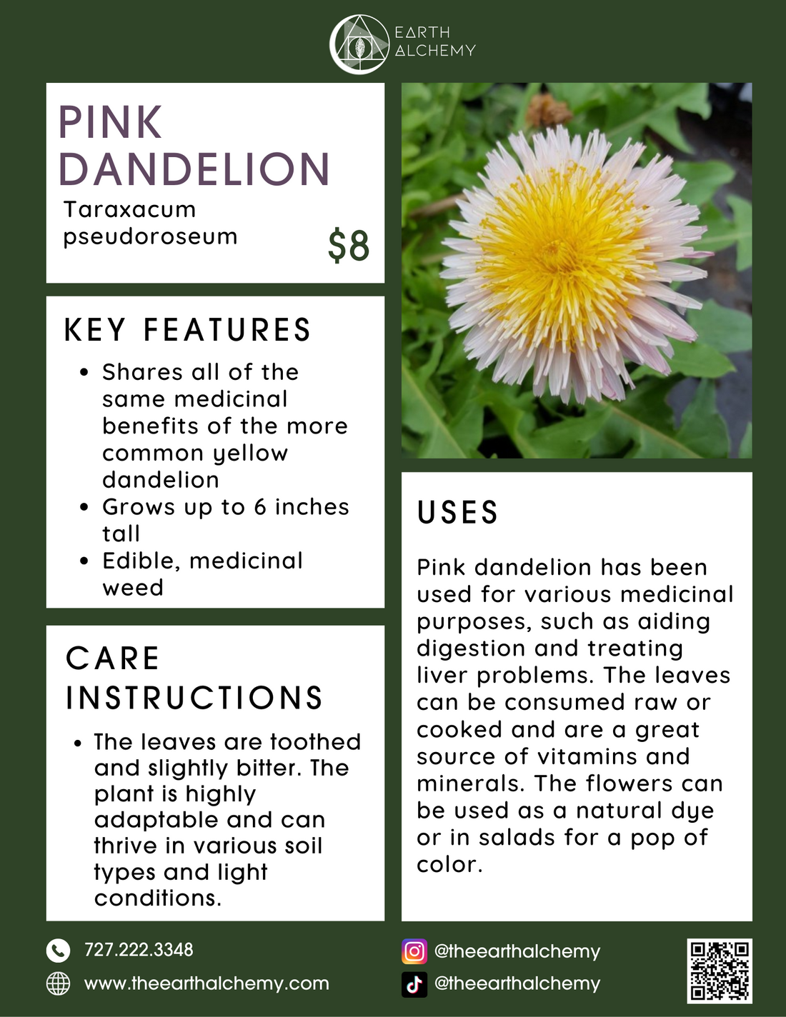 Pink dandelion key features, care instructions &amp; uses.