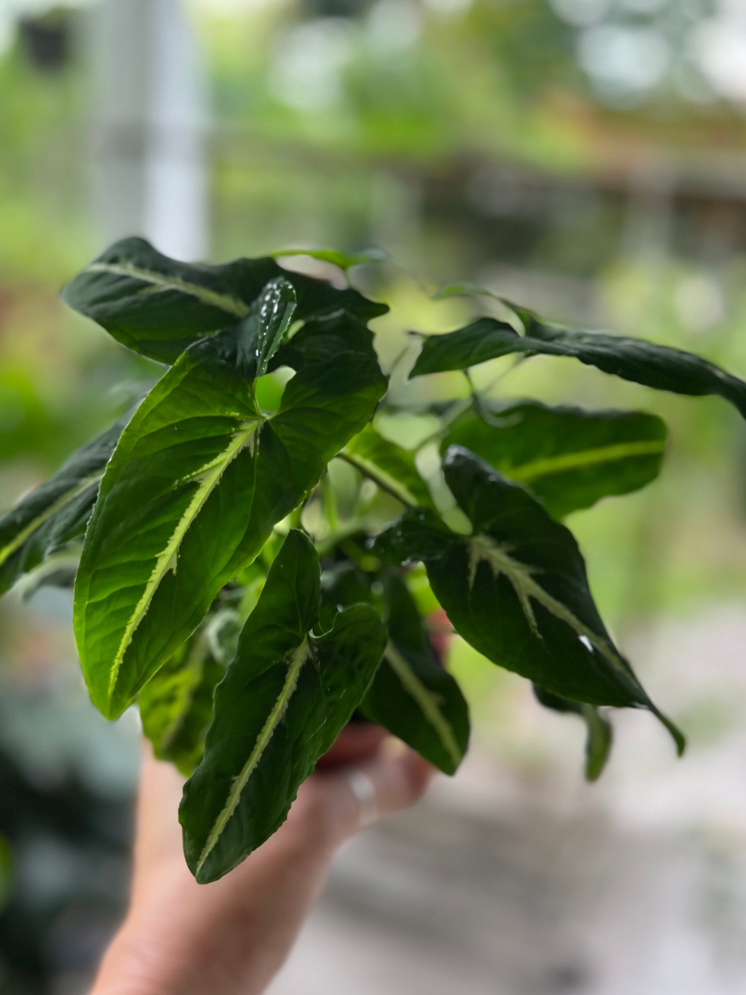 Syngonium Wendlandii