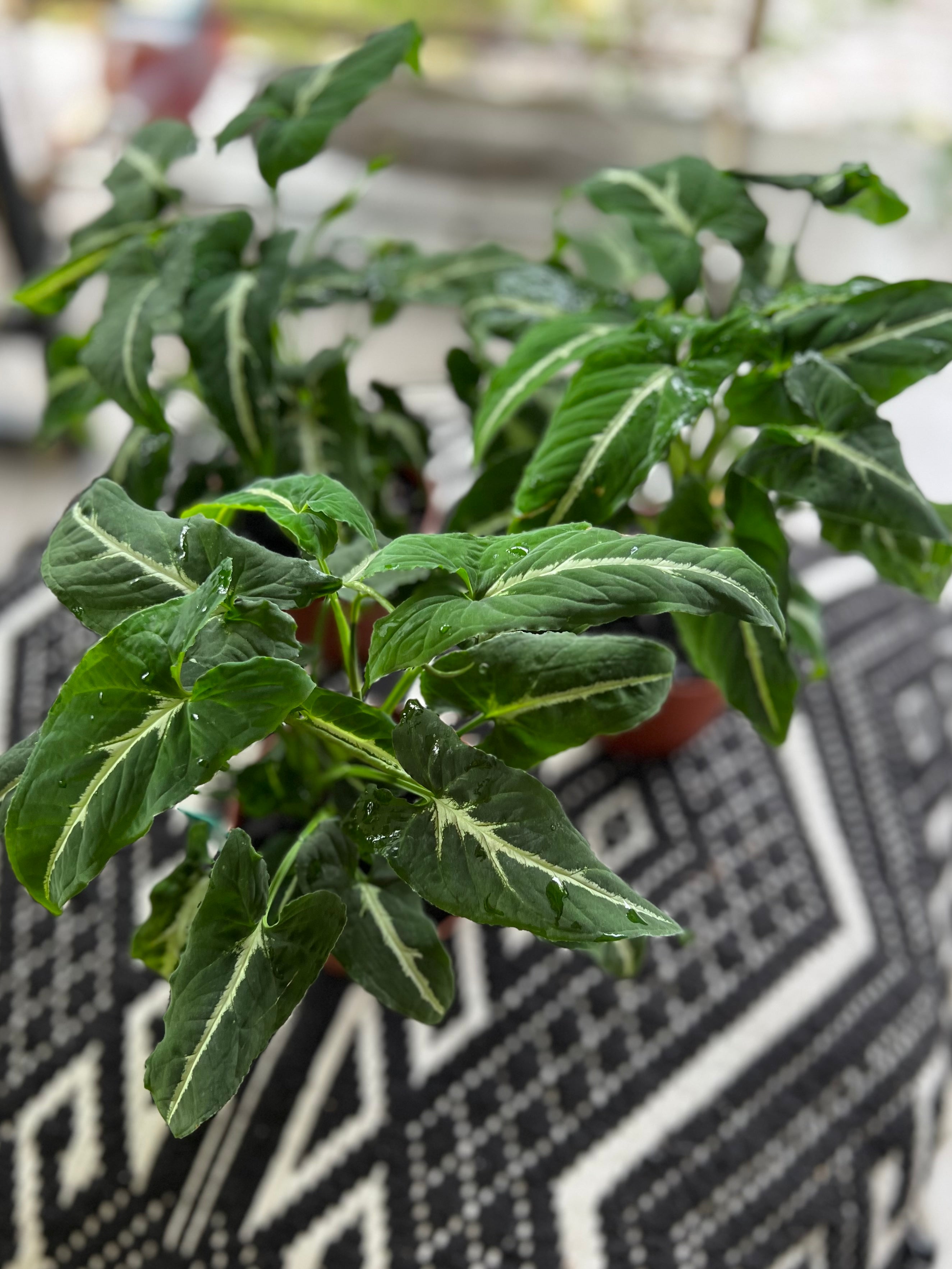 Syngonium Wendlandii