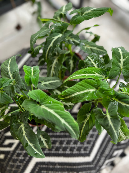 Syngonium Wendlandii