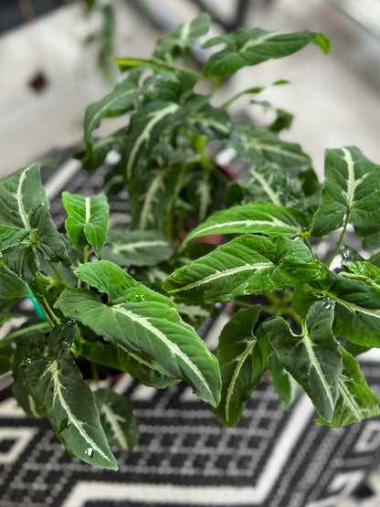 Syngonium Wendlandii