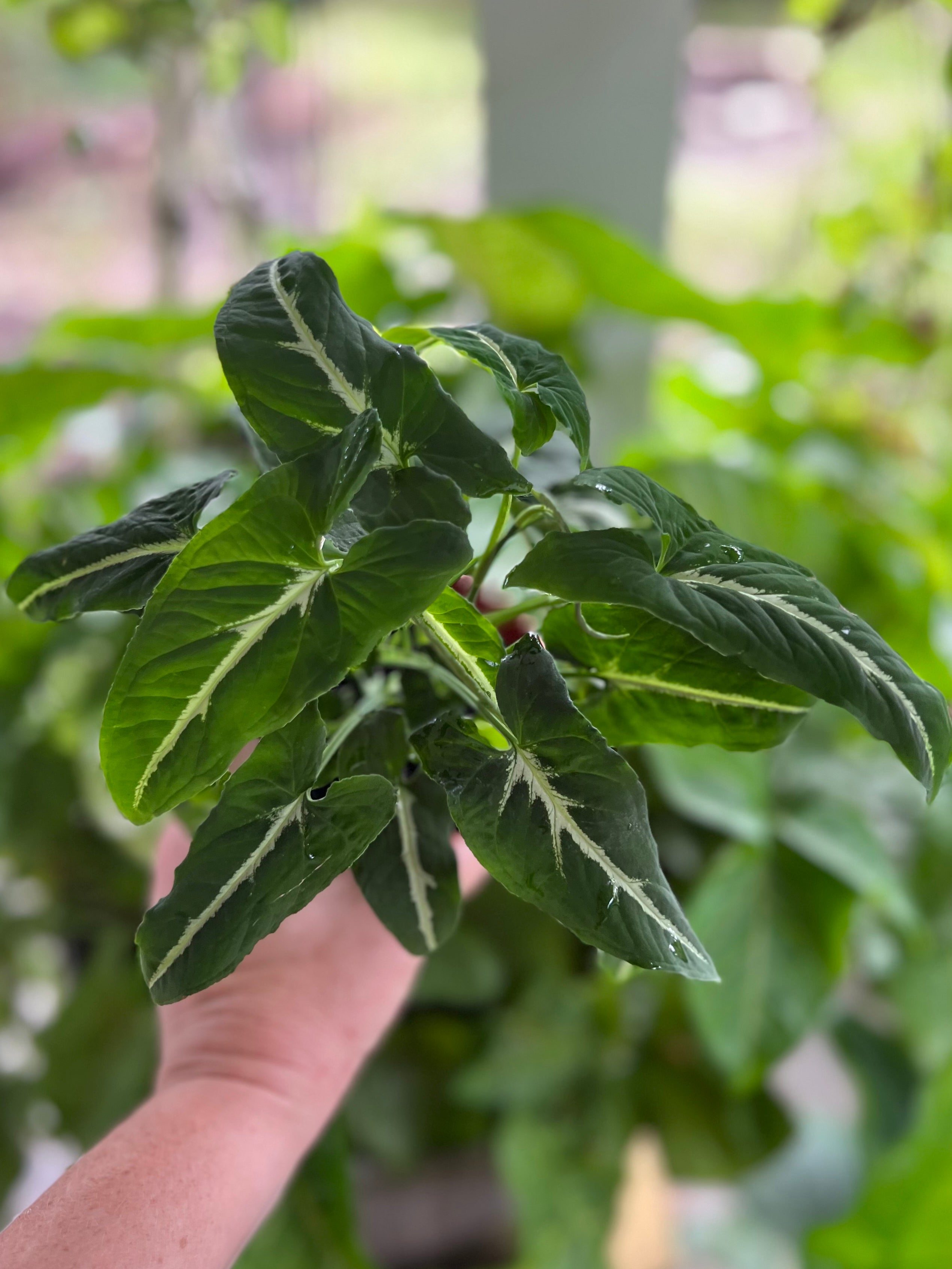 Syngonium Wendlandii