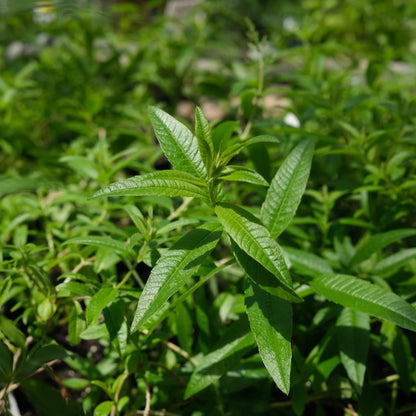 Lemon Verbena  America's Gardens Nursery