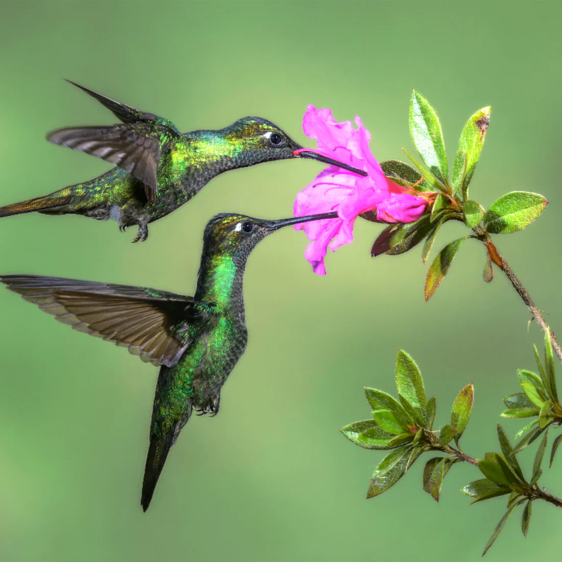 Hummingbird Healing Activation Gift Card