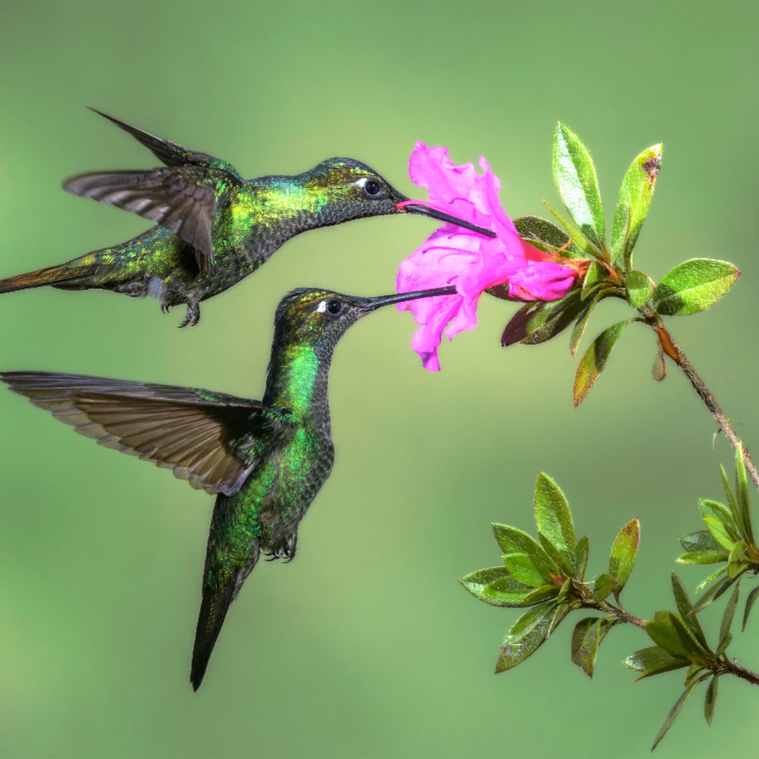 Services Hummingbird Healing - Earth Alchemy